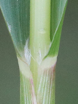 Panicum dichotomiflorum