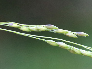 Panicum dichotomiflorum