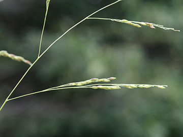 Panicum dichotomiflorum