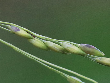 Panicum dichotomiflorum