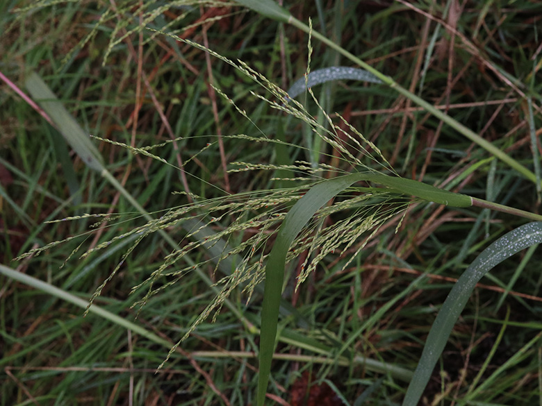Panicum dichotomiflorum