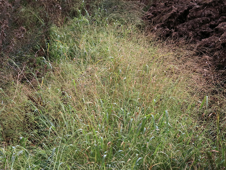 Panicum dichotomiflorum