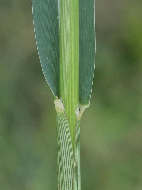 Panicum dichotomiflorum