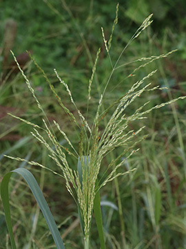 Panicum dichotomiflorum