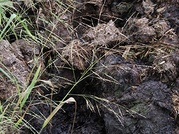 Panicum dichotomiflorum
