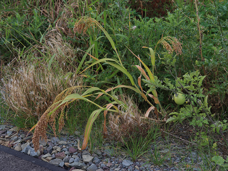 Panicum miliaceum