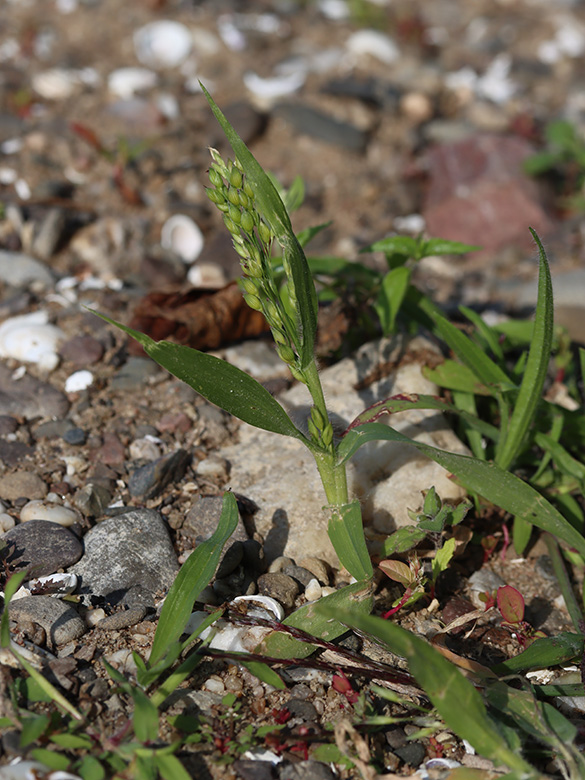 Panicum miliaceum