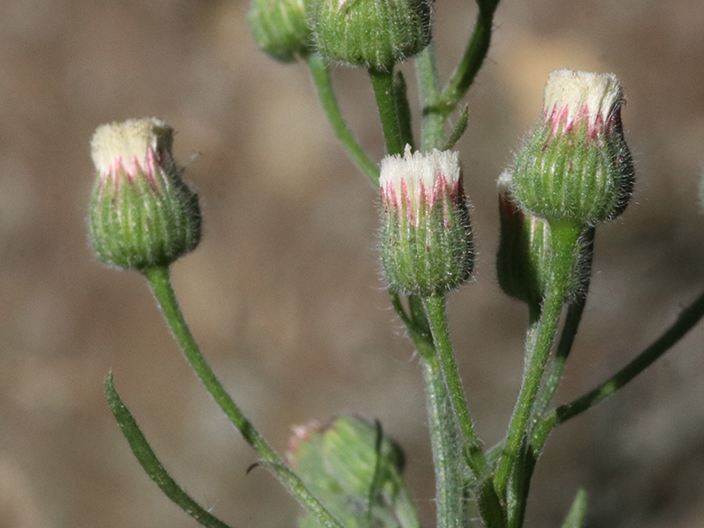 Erigeron bonariensis