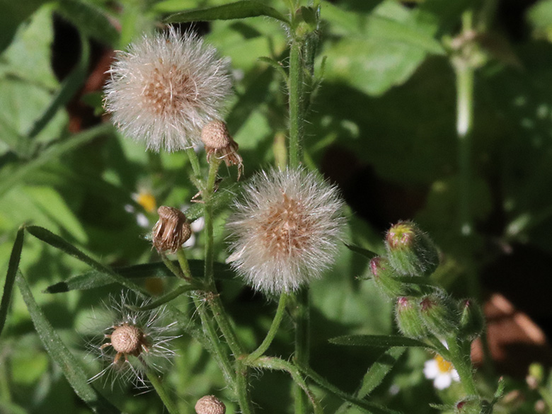 Erigeron bonariensis