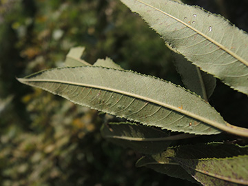 Salix mollissima