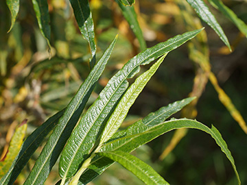 Salix viminalis