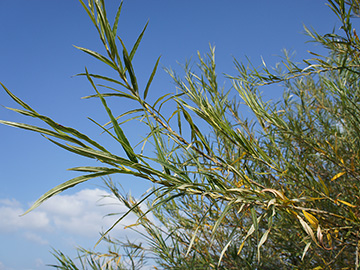 Salix viminalis