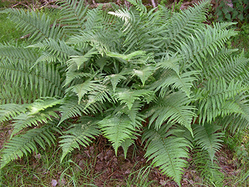 Dryopteris filix-mas