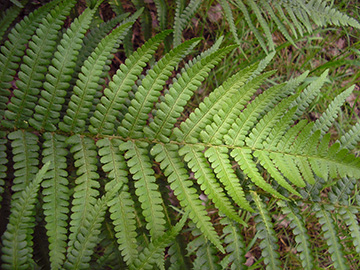 Dryopteris filix-mas