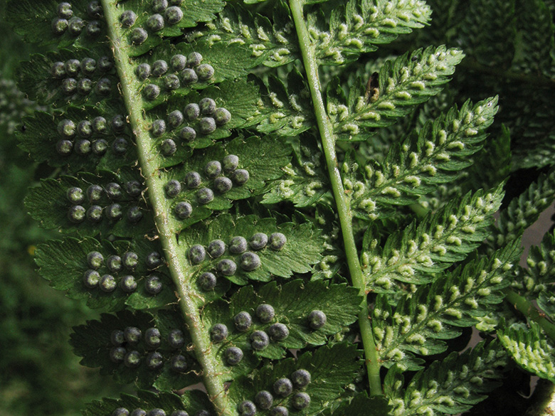 Athyrium filix-femina