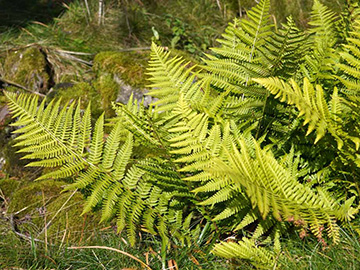 Dryopteris filix-mas