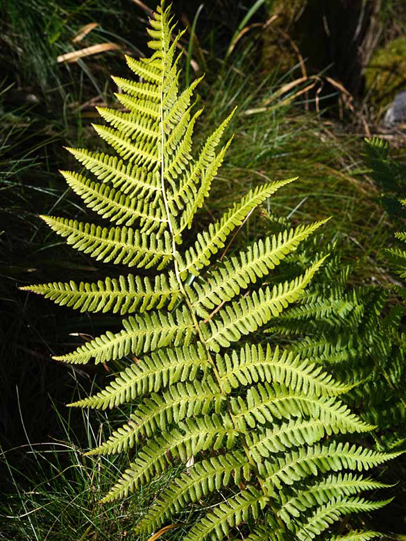 Dryopteris filix-mas