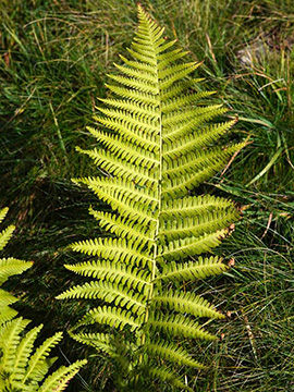 Dryopteris filix-mas