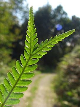 Dryopteris filix-mas