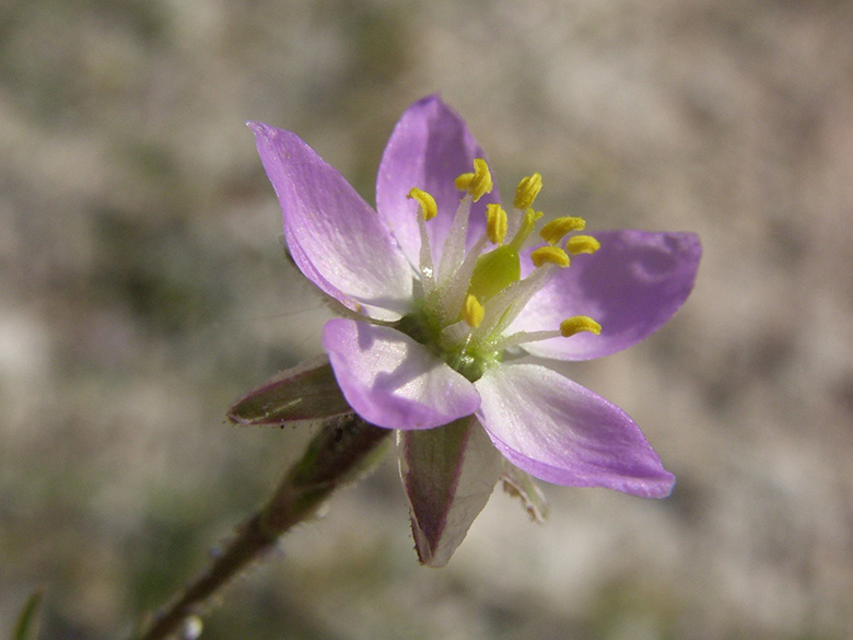 Spergularia marina