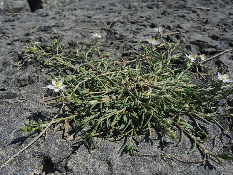 Spergularia marina