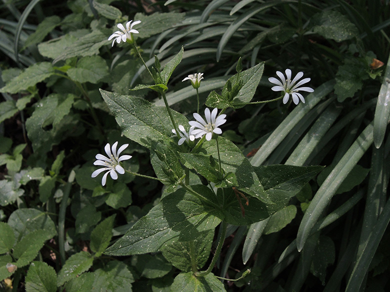 Stellaria nemorum