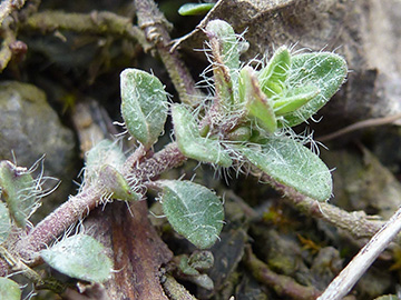 Thymus praecox