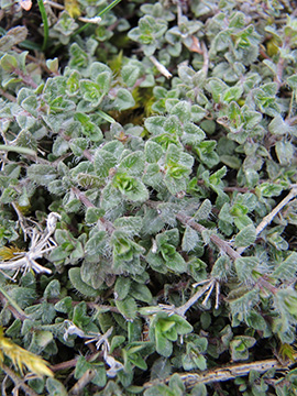Thymus praecox