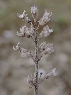 Thymus praecox