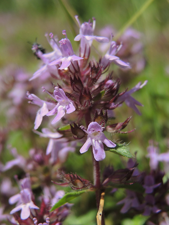 Thymus praecox