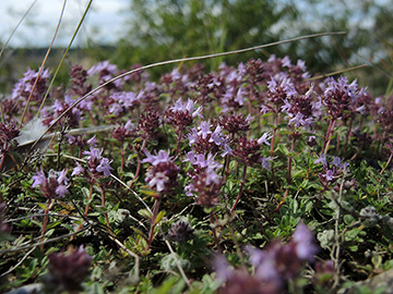 Thymus praecox