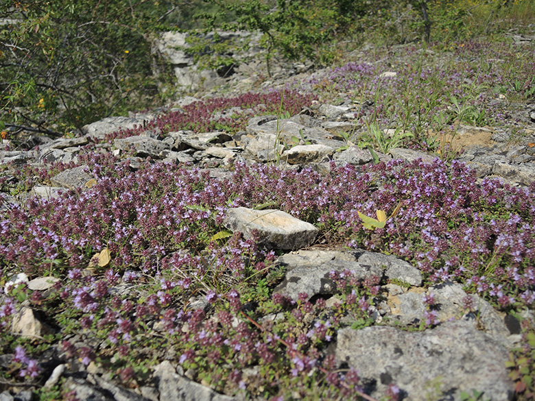 Thymus praecox