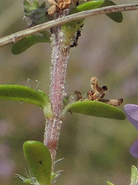 Thymus serpyllum