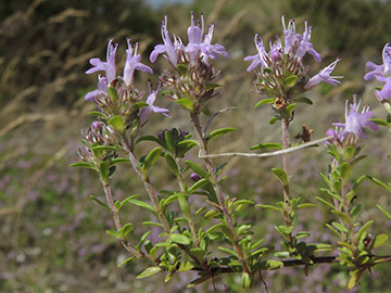Thymus serpyllum