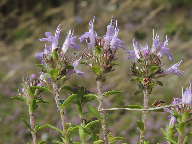 Thymus serpyllum