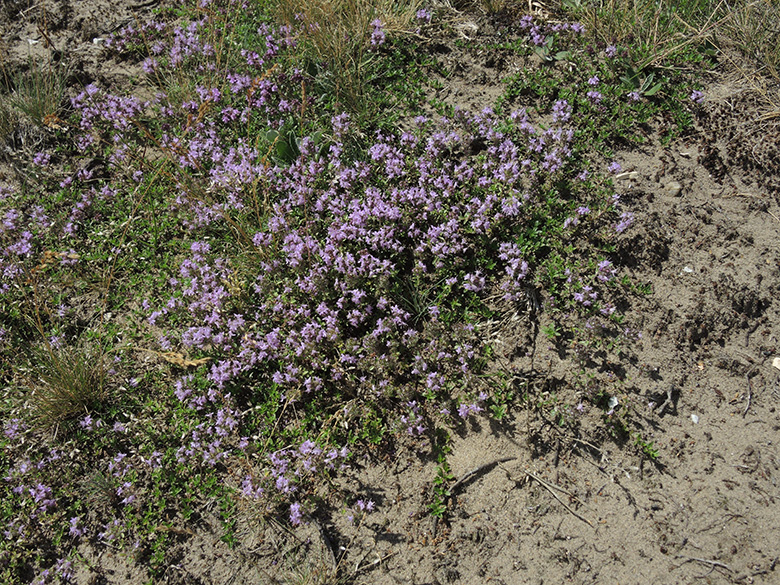 Thymus serpyllum