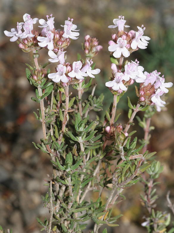Thymus vulgaris