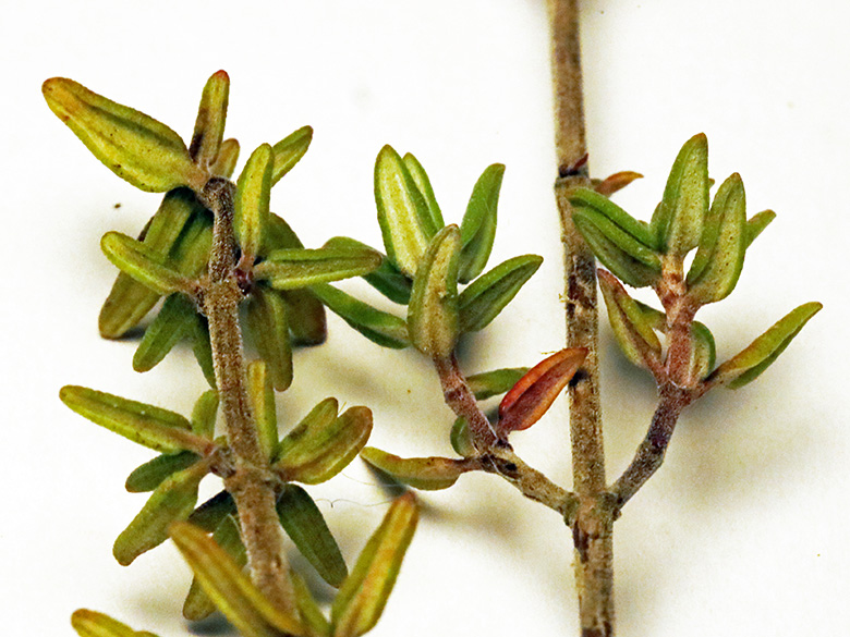 Thymus vulgaris