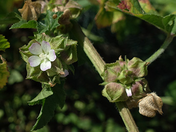 Malva verticillata