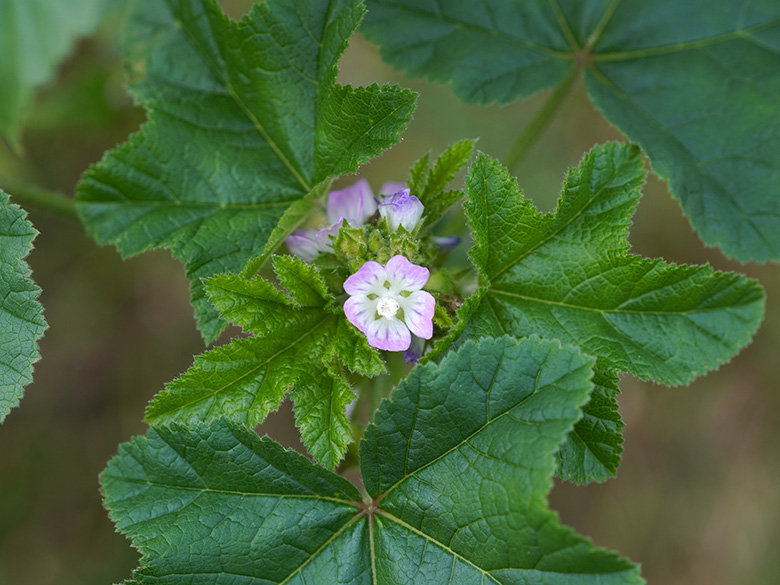 Malva verticillata