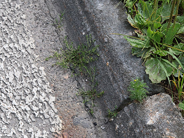 Spergularia salina