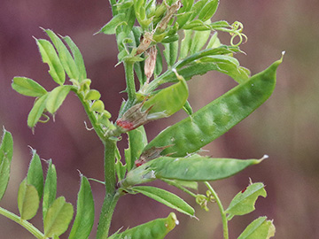 Vicia segetalis