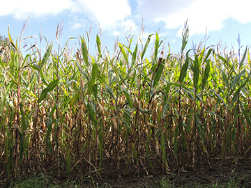 Zea mays