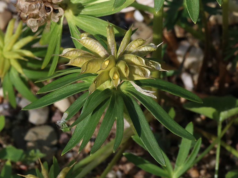 Eranthis cilicica