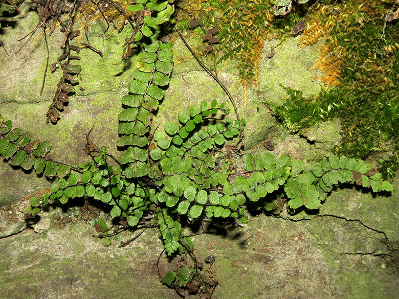 Asplenium trichomanes hastatum