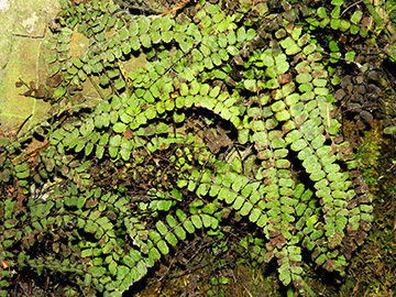 Asplenium trichomanes hastatum