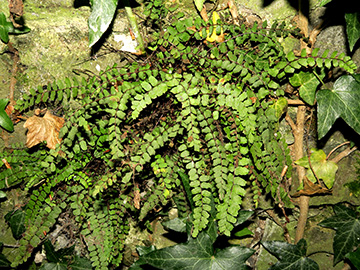 Asplenium trichomanes hastatum