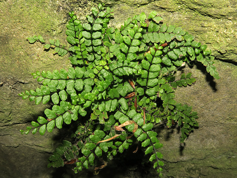 Asplenium trichomanes hastatum