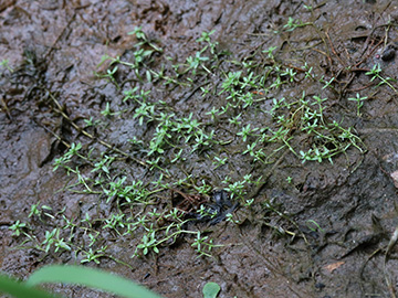Callitriche hamulata