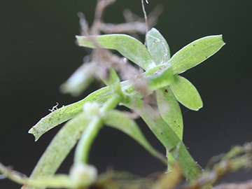 Callitriche hamulata